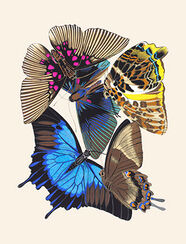 Metallic blue butterfly with others, hand-coloured plate