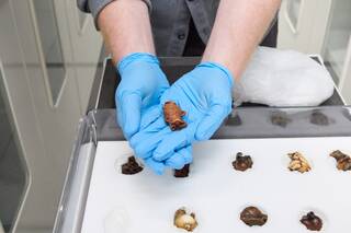 a gloves hand holds a Japanese netsuke
