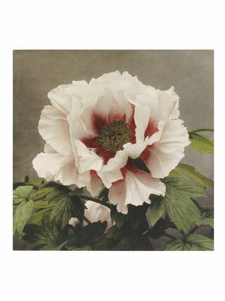 Pink flower, darker in the middle and lighter towards the edge of the petals