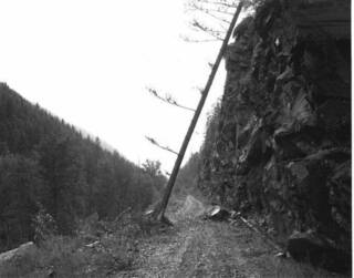 Black and white photograph of a tree which has fallen onto a rock face